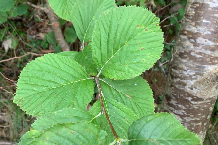 Menai Whitebeam leaf