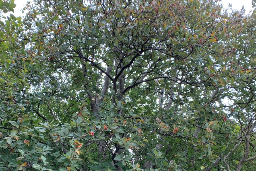 Menai Whitebeam Tree