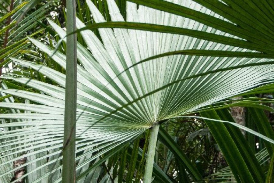 close up of palm plant