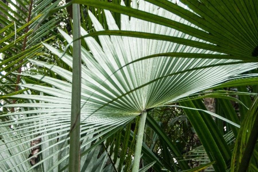 Close- up shot of large palm-like leaves