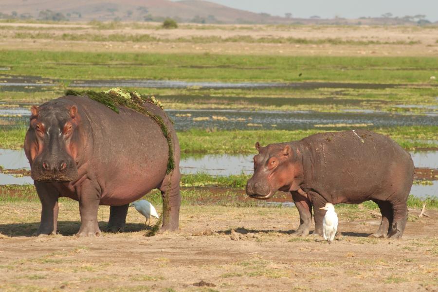 Mature and young hippopotamus in foreground
