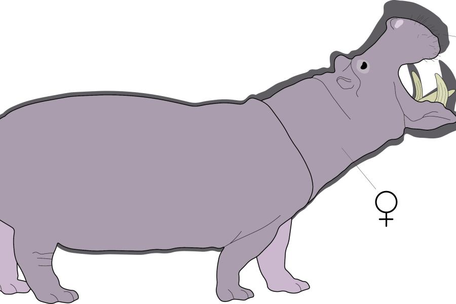 a graphical visualisation of the size differences between adult males and females