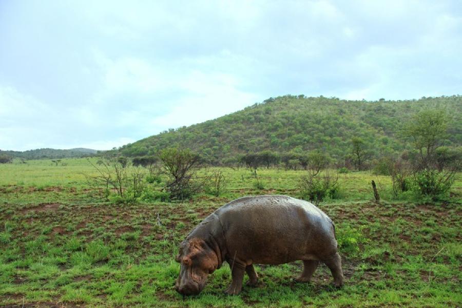 a grazing hippopotamus
