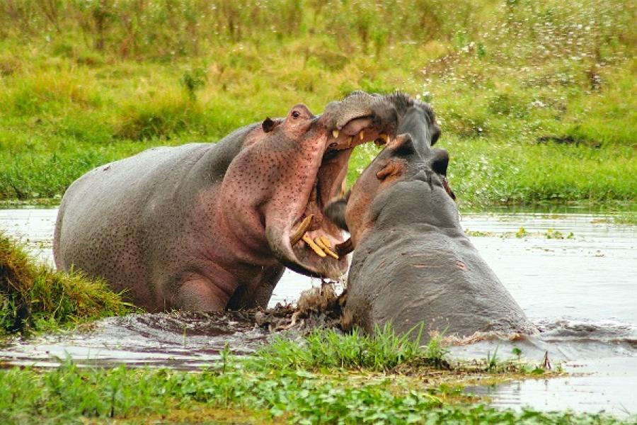 Hippos showing their gape 