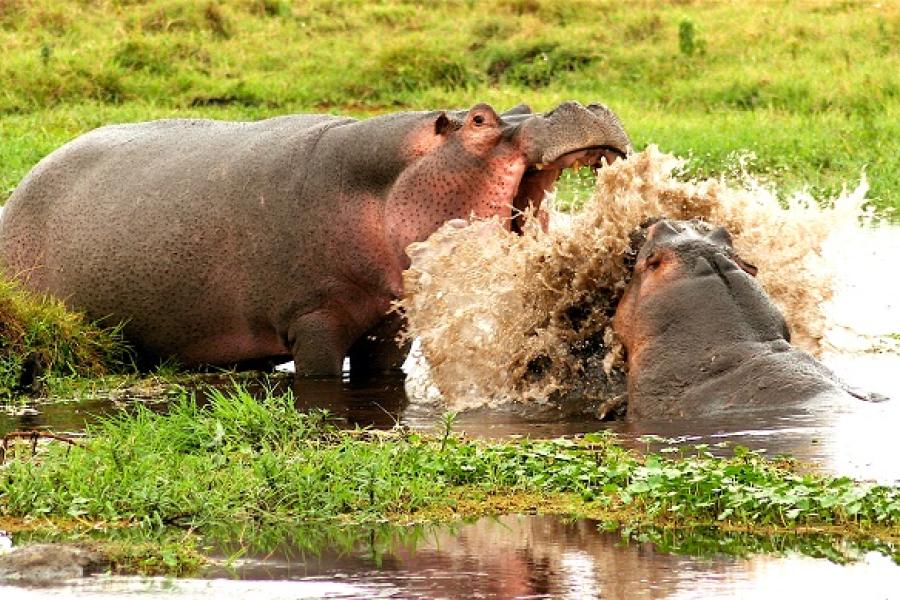 Hippos display dominance