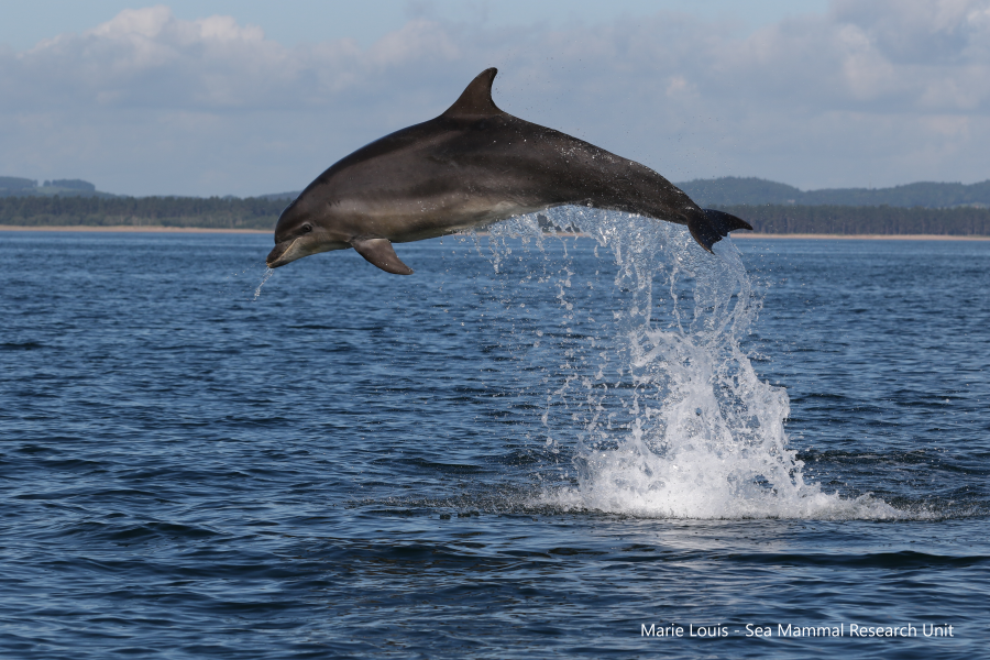 A dolphin leaps out of the sea off the Scottish coast.