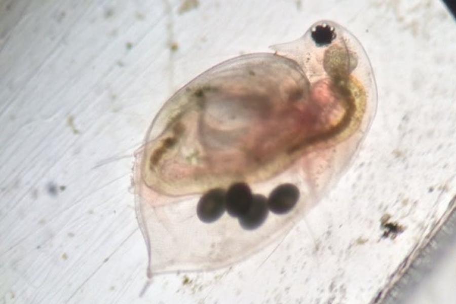 Zooplankton, Daphnia pulex seen through a microscope.