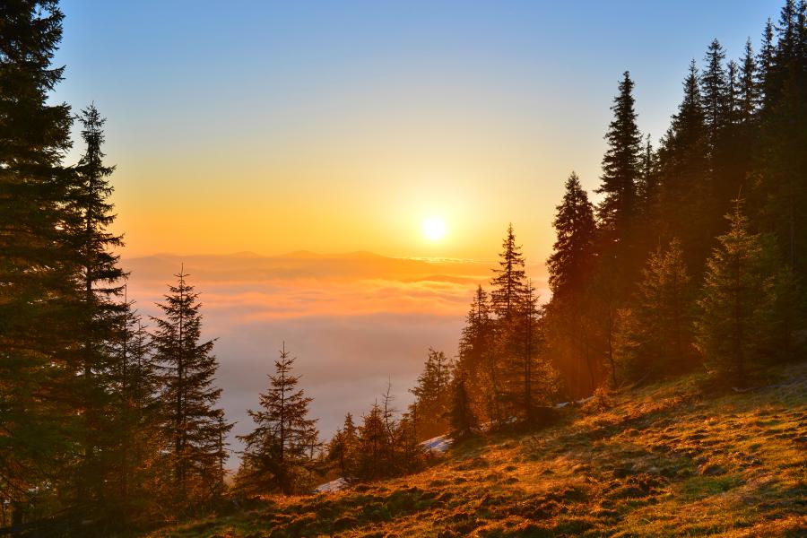 Trees in a forest at sunset