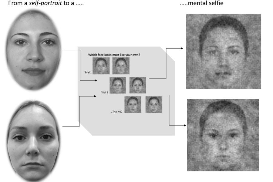 A diagram showing the choice pathways used in one sample, when selecting created 'faces' which do or do not look like you