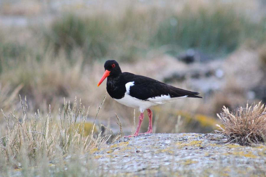 Oystercatcher