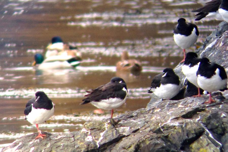 Sleeping oystercatchers at the water's edge