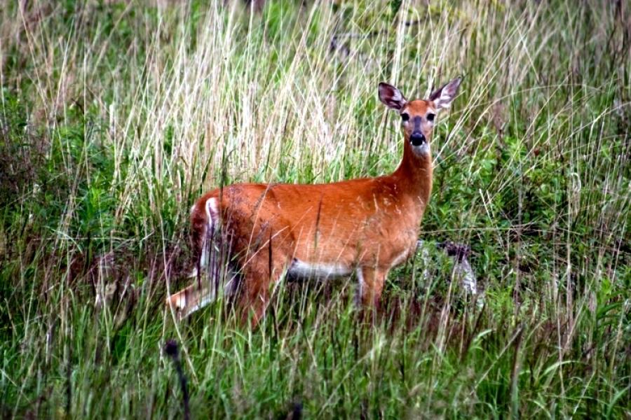 white tailed deer looks into camera