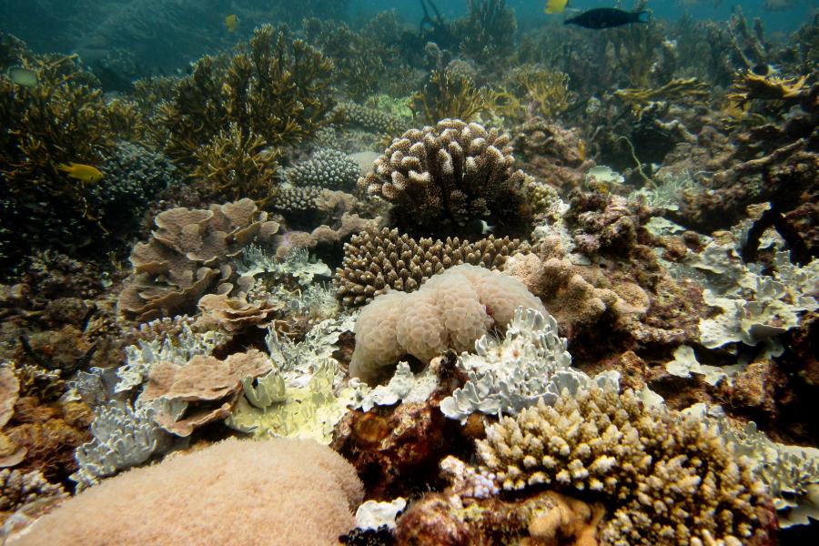 A vibrant, healthy coral reef. 