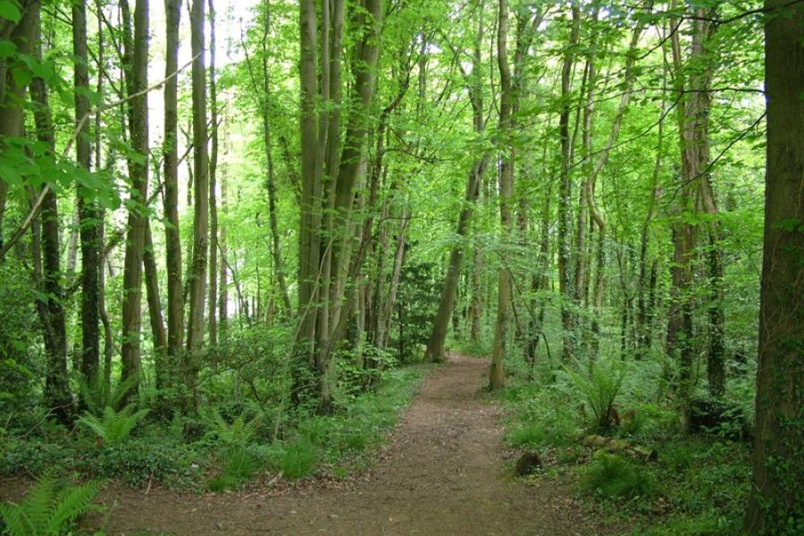 Mae llwybr yn arwain o'r camera yn syth ymlaen. I'r naill ochr mae coed boncyff tennau, yng Ngardd Fotaneg Treborth.A path leads away in front through thin-trunked trees