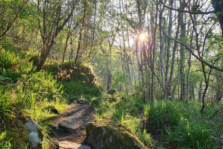 Sun shines through trees in a woodland