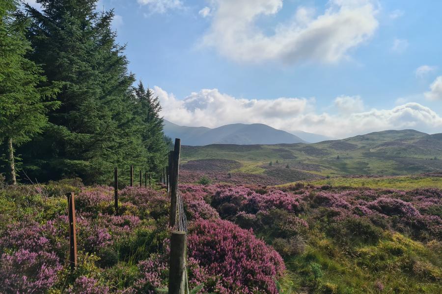 Heather in flower, bordering forestry.