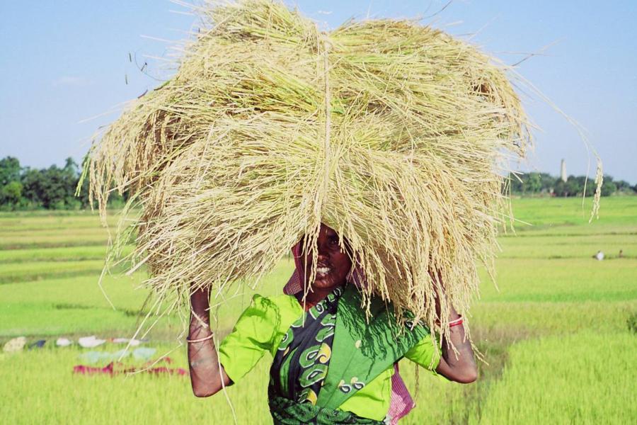 A woman harvests rice