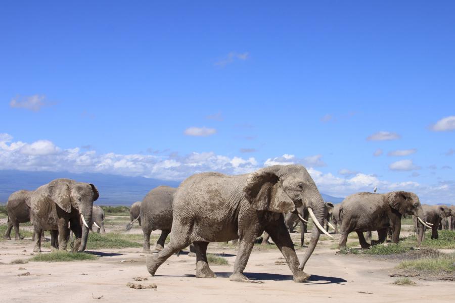 A large group pf elephants under a blue sku at Ambroslei National Park Kenya