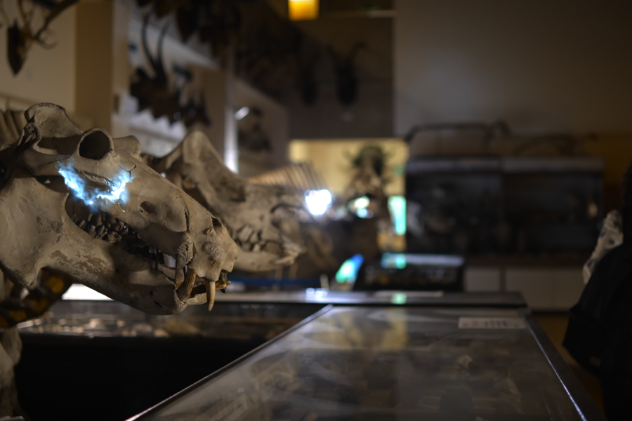 A still from Bangor University's TV advert of Brambell Natural History Museum