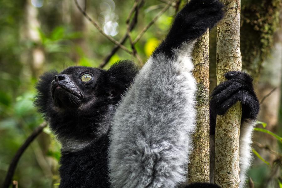 Lemur yn gafael ar foncyff coeden.