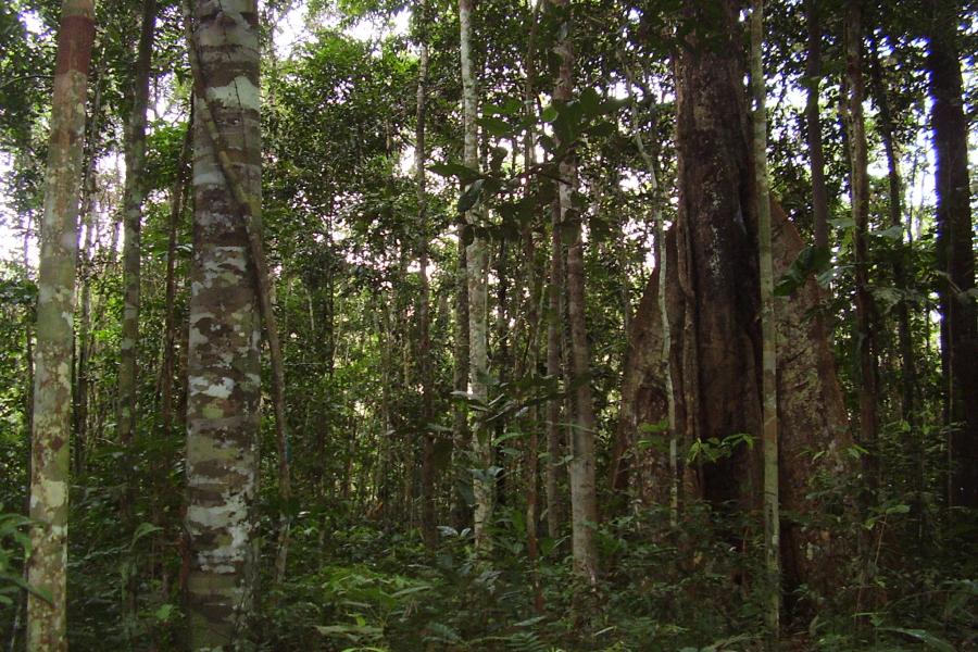 Stands of trees in the Amazon