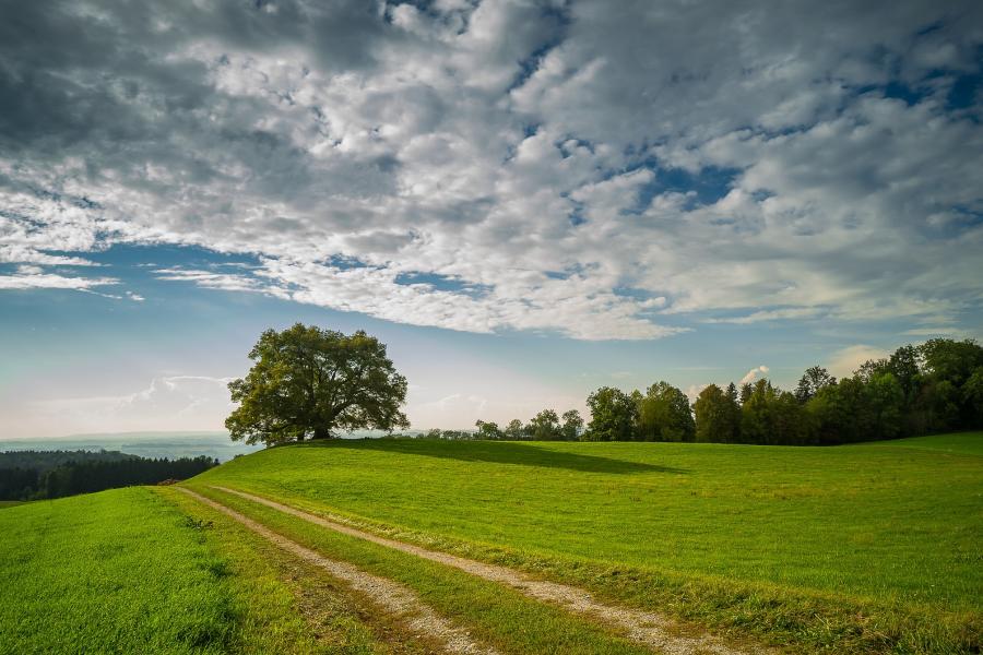 Image of green fields trees in the background with a blue sky above