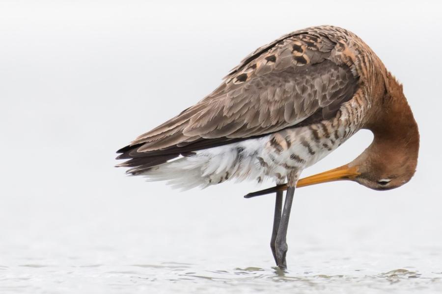 Black tailed godwit (Limosa limosa), one of the species included in the study. © Robert Blanken