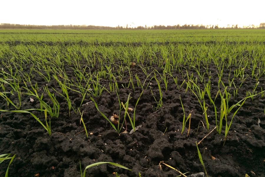 green shots grow from dark brown soil