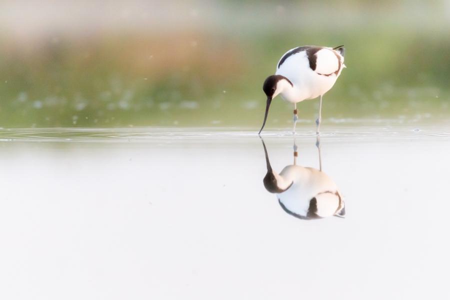 Cambig (Recurvirostra avocetta), un o'r rhywogaethau a gynhwysir yn yr astudiaeth. © Robert Blanken