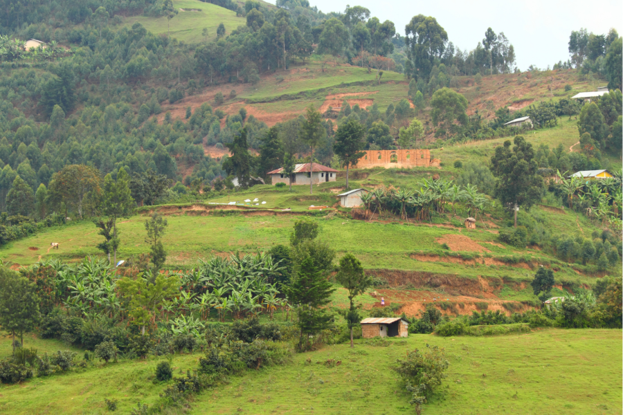 Elevated green fields in Uganda 