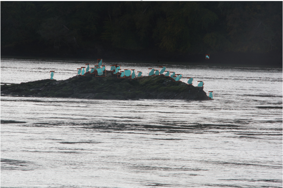 Birds sitting on a rock in a stream of water-, but they have automated blue squares added to the image