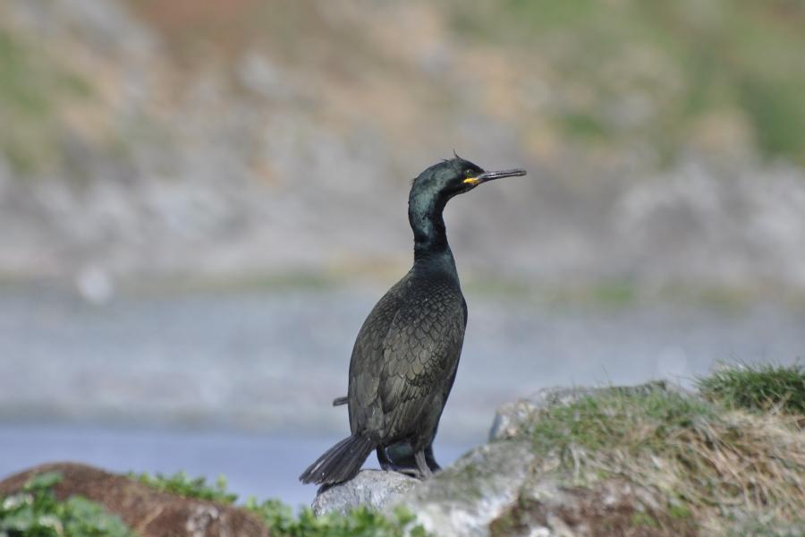 Mulfran du/ gwyrdd gyda gwddf a phig hir  a'i chefn at y camera yn sefyll ar graig.and beak stands with back towards the camera on some rocks