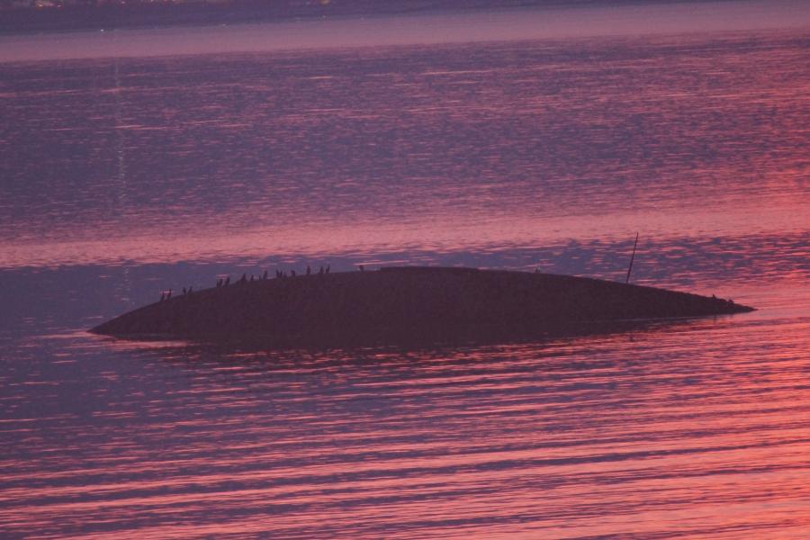 Môr llonydd gyda machlud haul ynei droi'n binc a thywyll bob ynail, mae rhywbeth tebyg i ynys yn y canol ac arni adar tywyll mewn silŵet.sea looks alternately pink and dark, in the centre is  something which looks like and island emerging and you can just see small birds silhouetted.