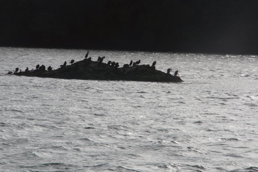 Birds are silhouetted sitting on a small rock in th emiddle of the sea.