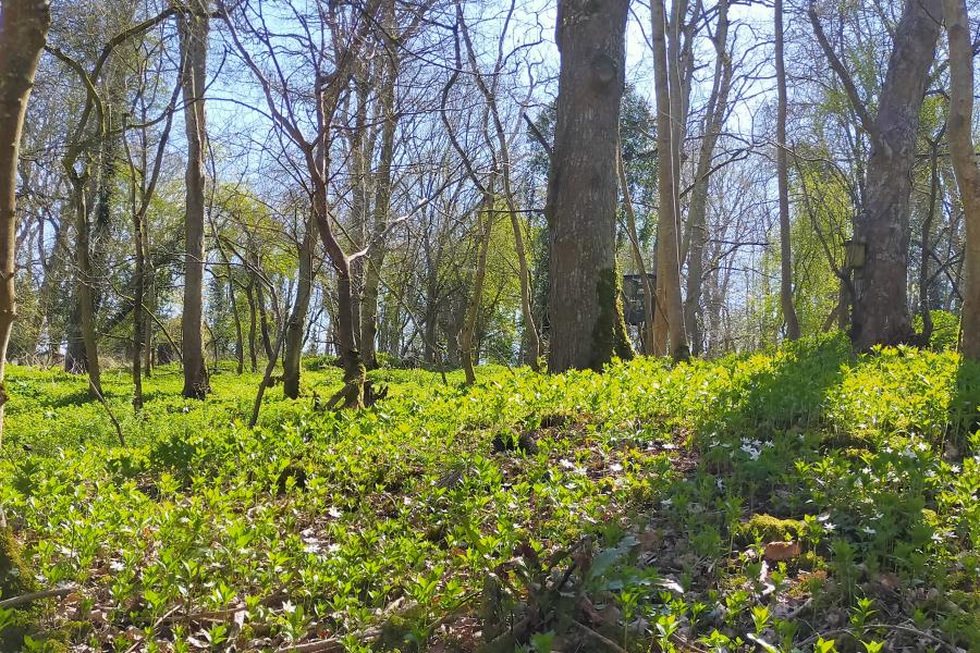  Trees and green ground