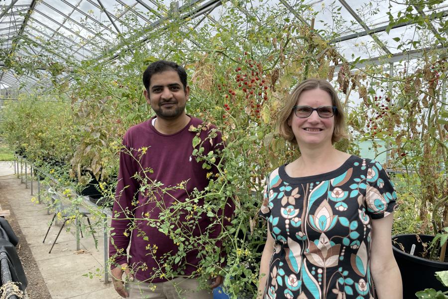 Man and woman stand in a greenhouse, and around them are growing tomato plants.