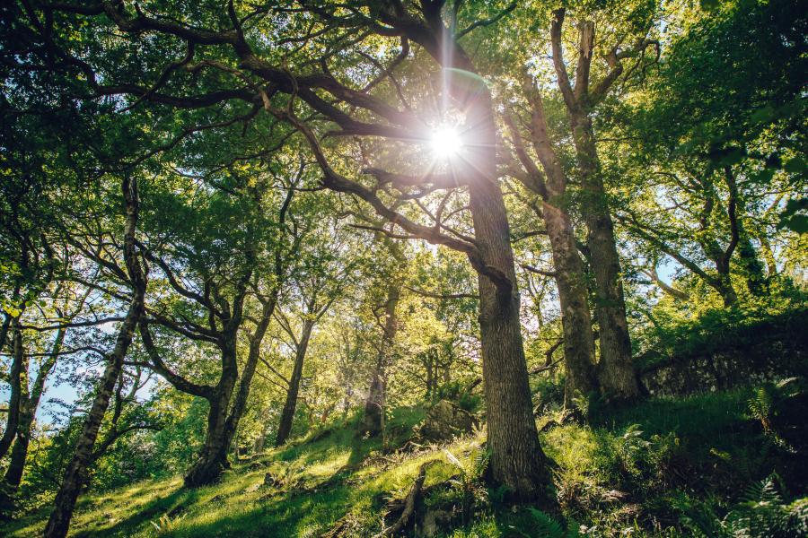 A beam of sunlight penetrates oaks standing on a hillside.