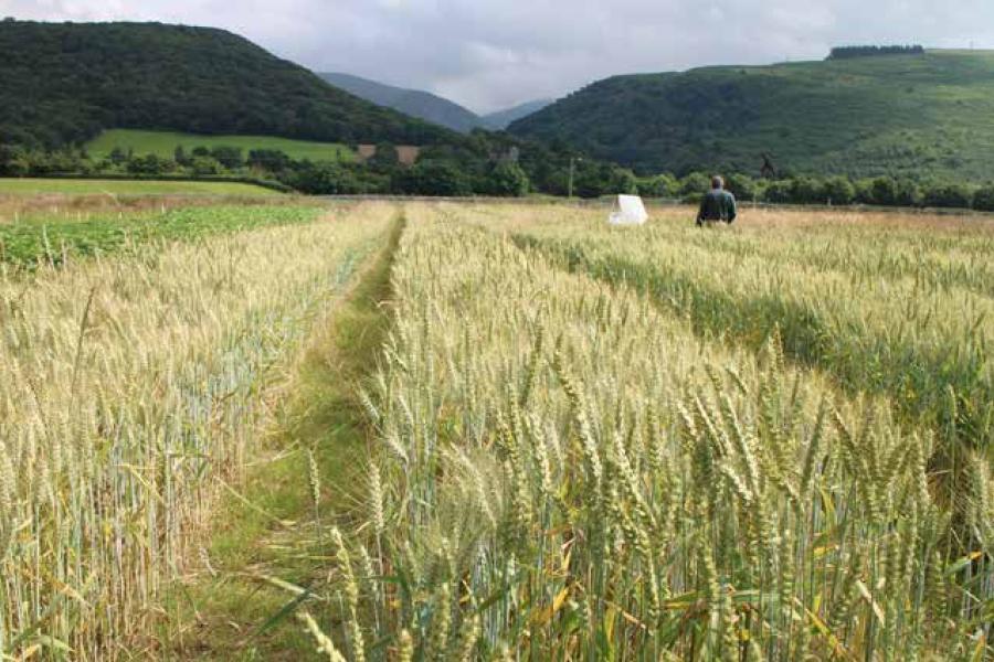 A wheat field at Henfaes Research Centre