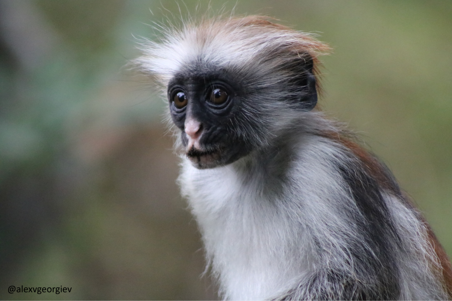 Colobus monkey looking at camera