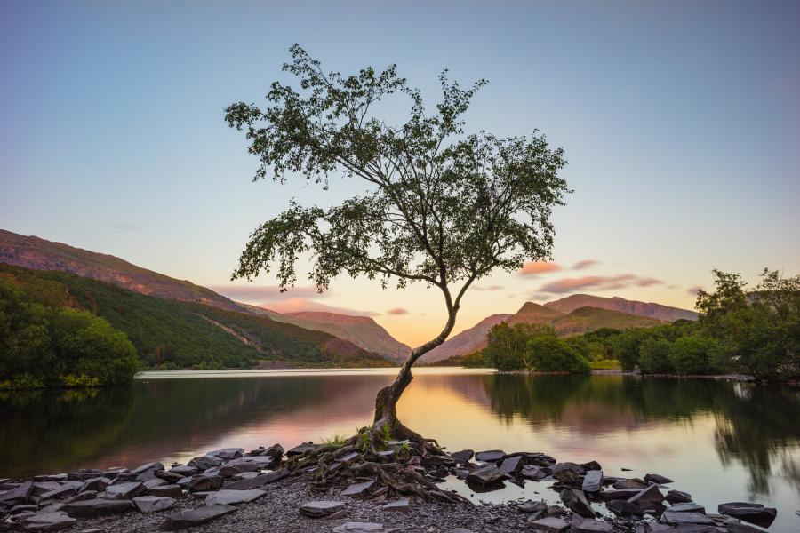 tree in snowdonia national park