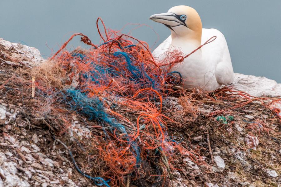 A gannet on a nest surrounded by orange and blue fishing net or rope