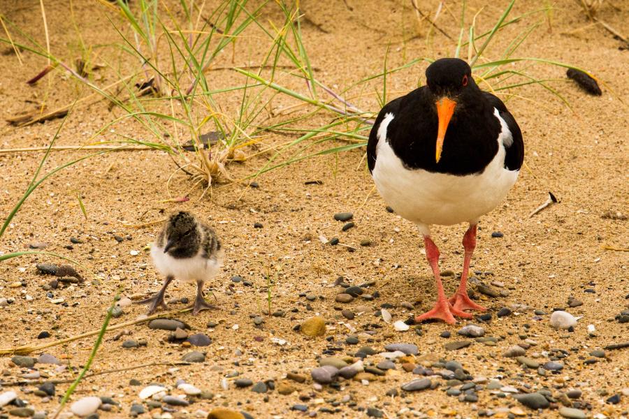 juvenile and adult oystercatcher