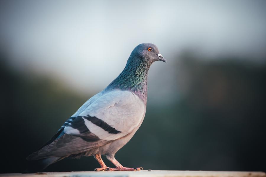 pigeon