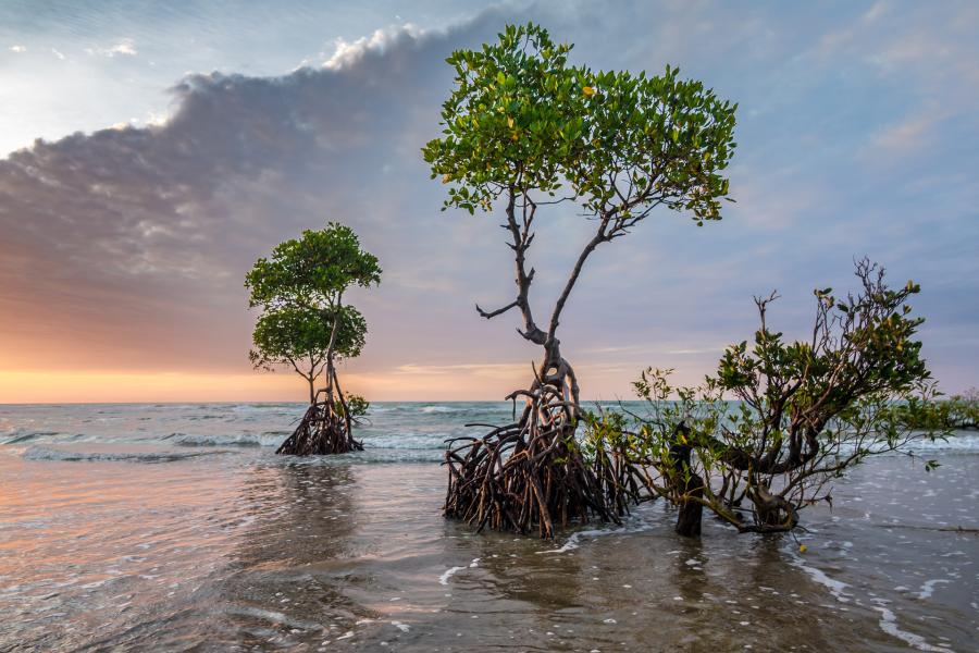 Mangroves on the shore with the sun setting behind