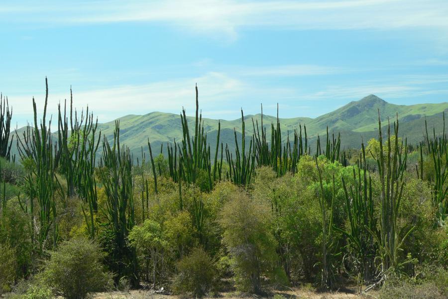 A forest of high thin plants dwarfs trees growing in between them. 