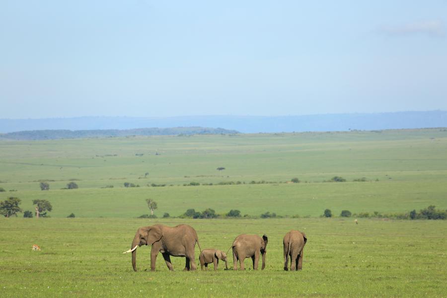 a group of elephants with a background againts green grass