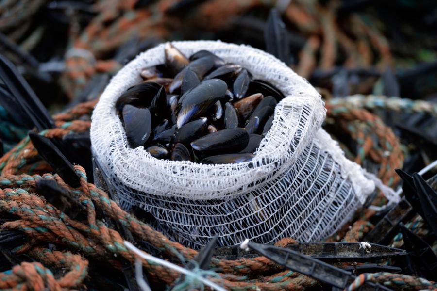 Mussel shells