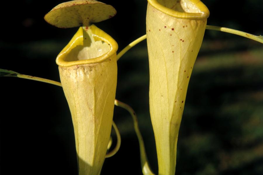 two yellowish pitcher plants with 'lids'