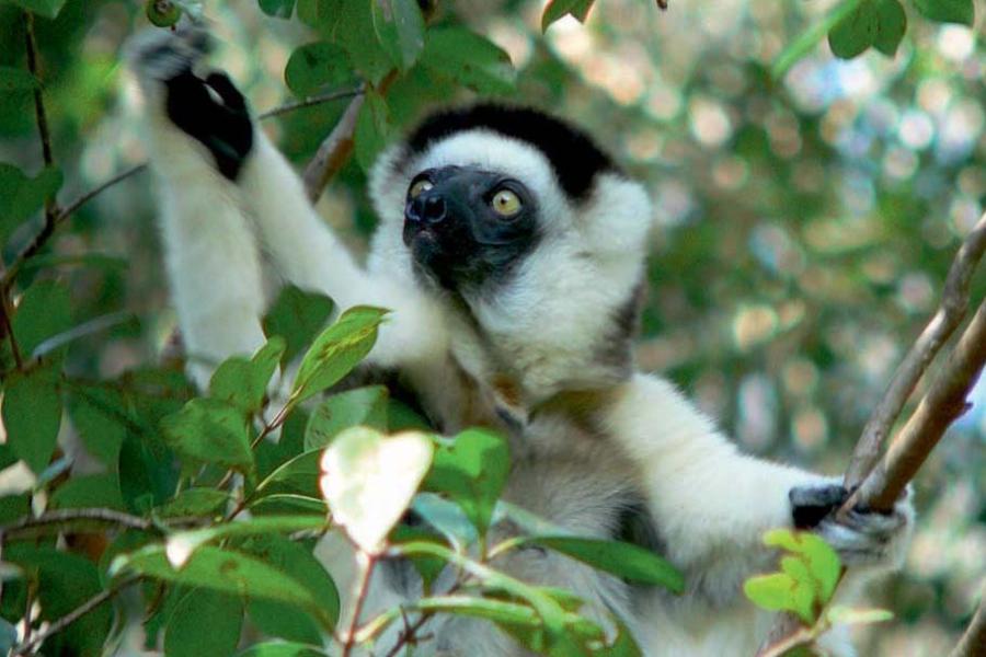 A small black and white member of the lemur family looks from between leaves of a trww