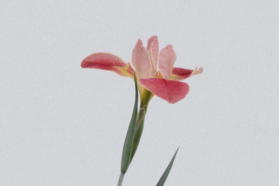 a portrait image of a singular flower with pink petals 